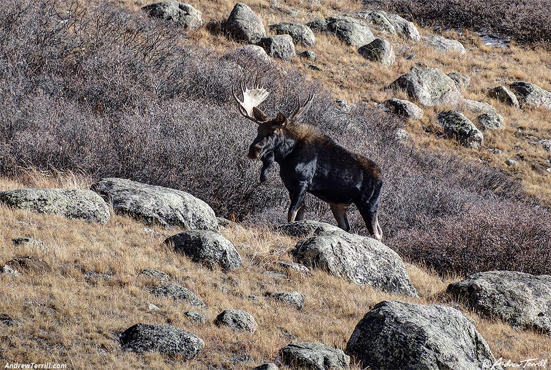 bull moose with beard colorado 2 november 2024