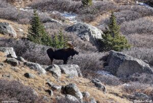 bull moose colorado 2 november 2024