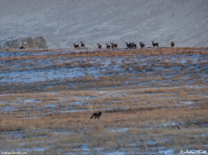 coyote and mule deer