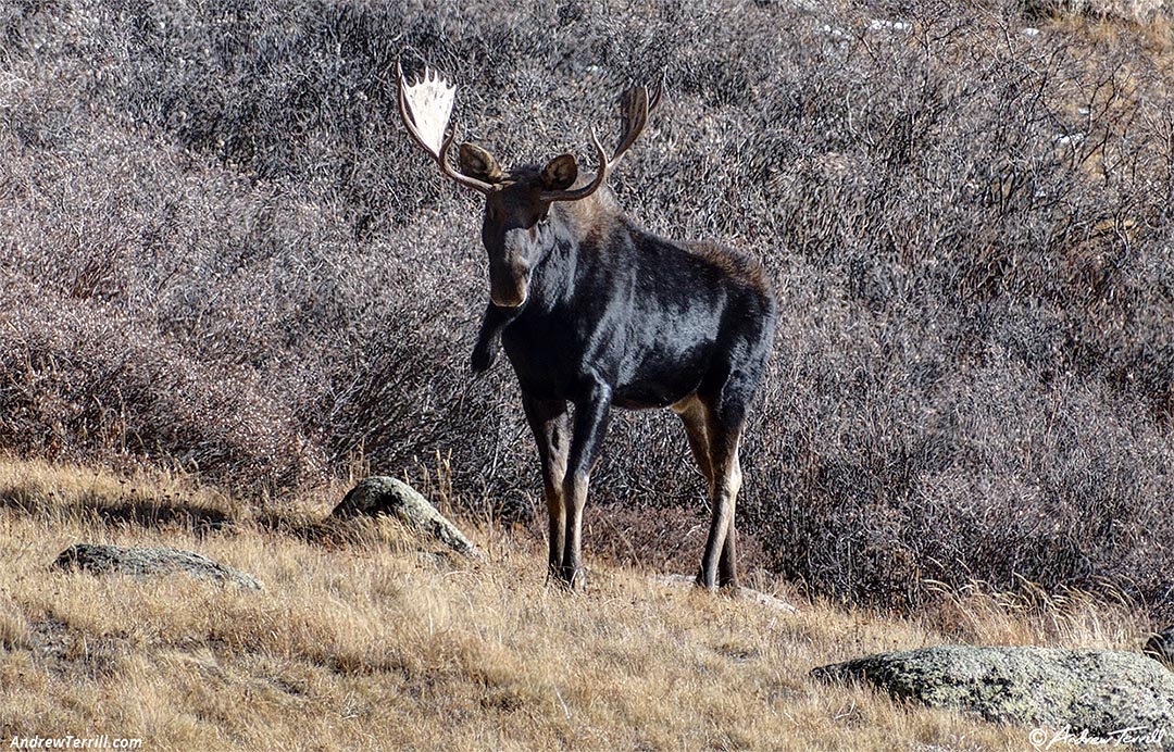 bull moose colorado 2 november 2024