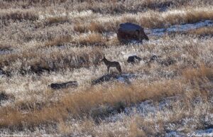 coyote shortgrass prairie golden winter 29 dec 2023