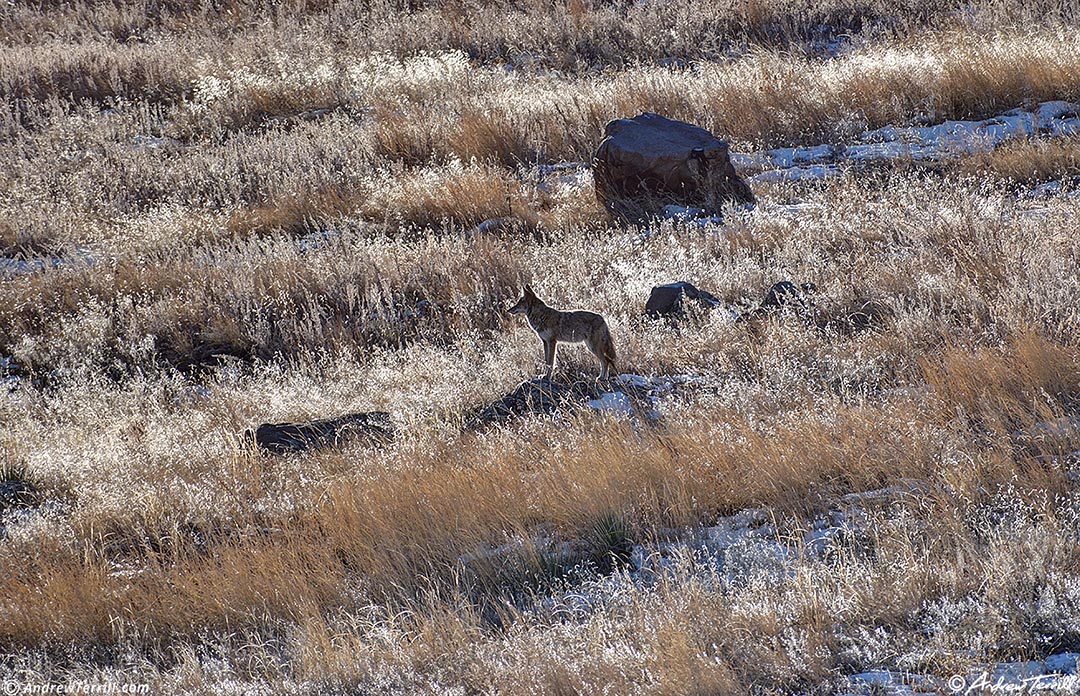 coyote shortgrass prairie golden winter 29 dec 2023