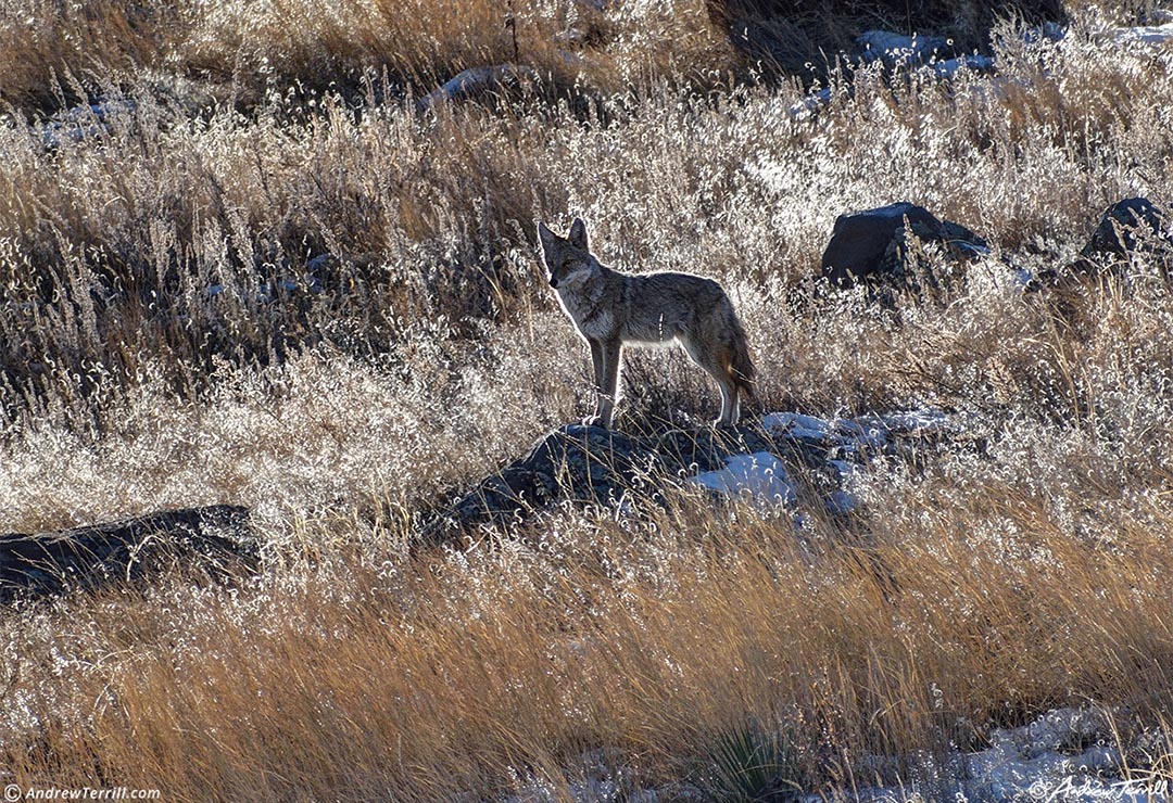 coyote shortgrass prairie golden winter 29 dec 2023