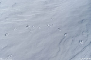 coyote tracks feb 3 2023