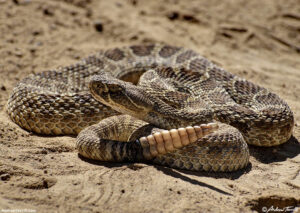 rattlesnake north table mountain golden colorado 7 june 2024