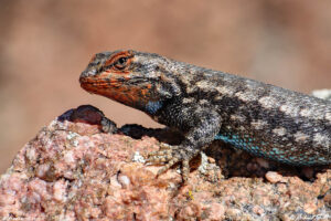 fence post lizard on rock close up