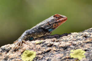 fence post lizard on rock close up 2