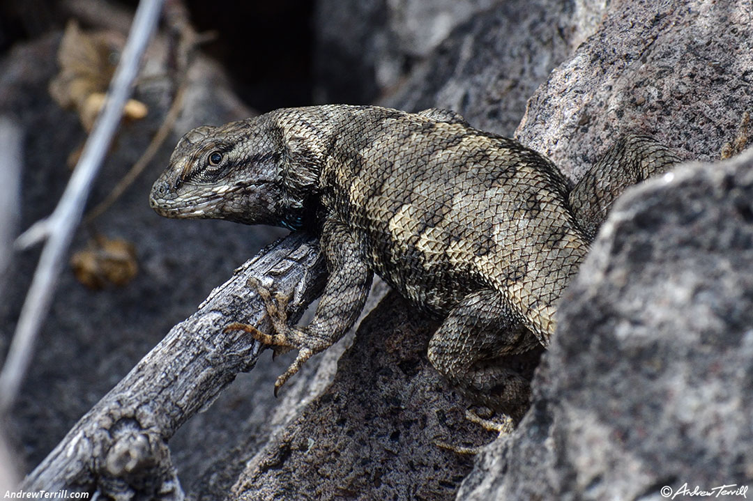 desert spiny lizard april 2020