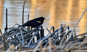 red winged blackbird may 2019