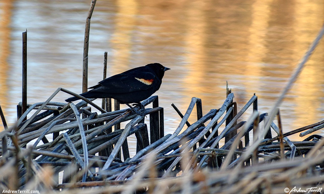 red winged blackbird may 2019