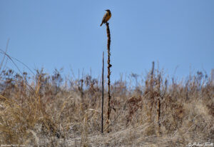 western meadowlark on skunk cabbage 10-03-2024