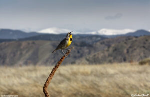 western meadowlark may 2015