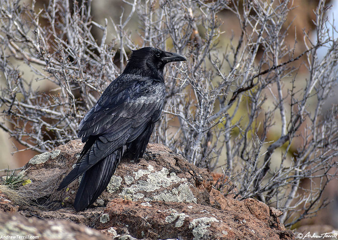 raven on north table mountain - 8 april 2024