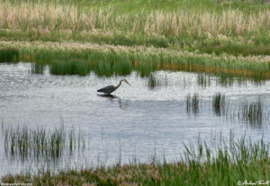 heron fishing on north table june 2019