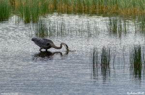 heron fishing on north table close up june 2018