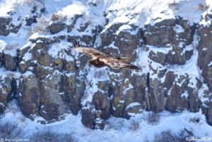 soaring golden eagle golden north table mountain colorado 2-3-22