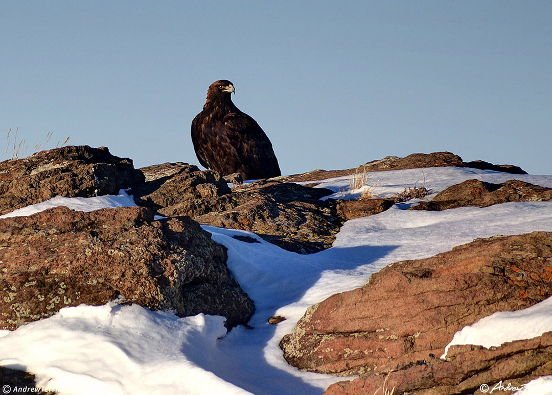 golden eagle on rock february 2022