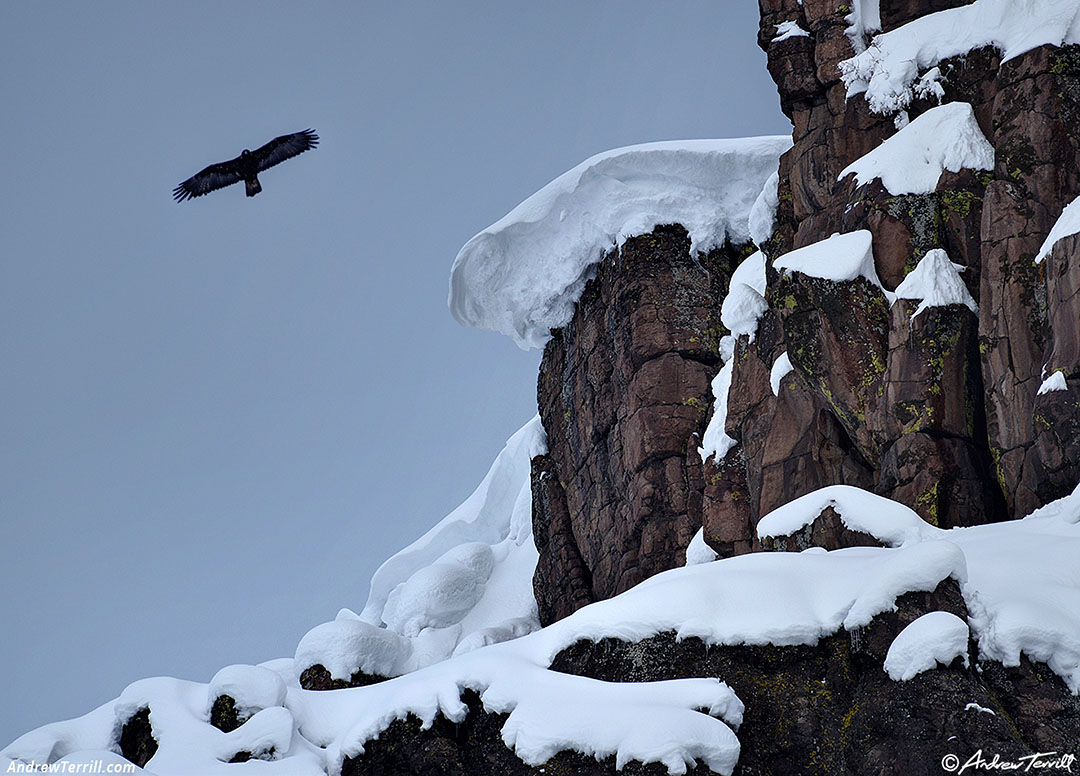 golden eagle and cornices - north table mountain - 15 march 2024