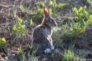 cottontail on north table mountain