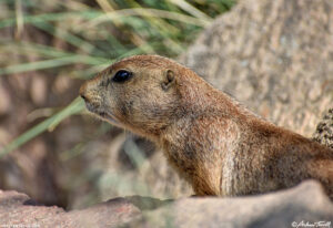 prairie dog close up summer