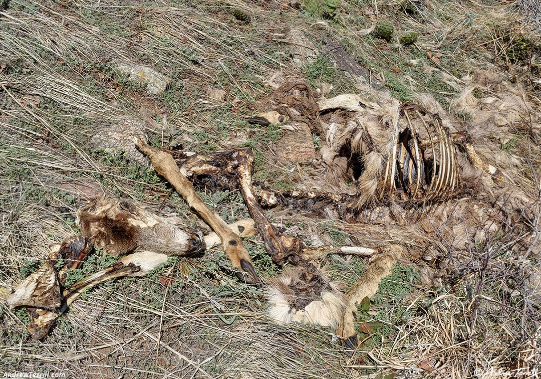 half eaten mule deer