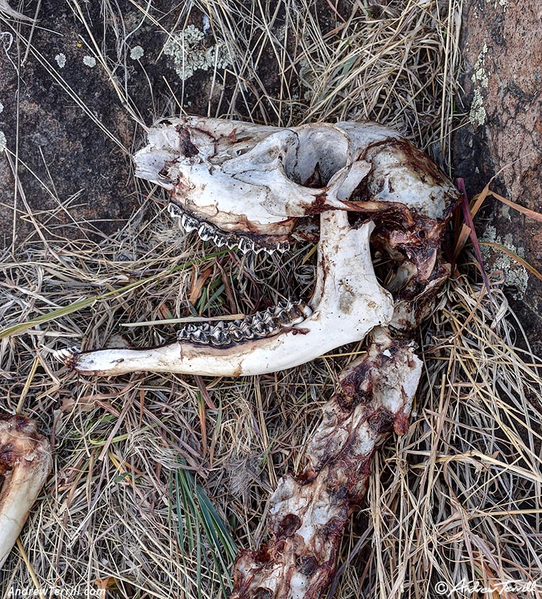 mule deer skull