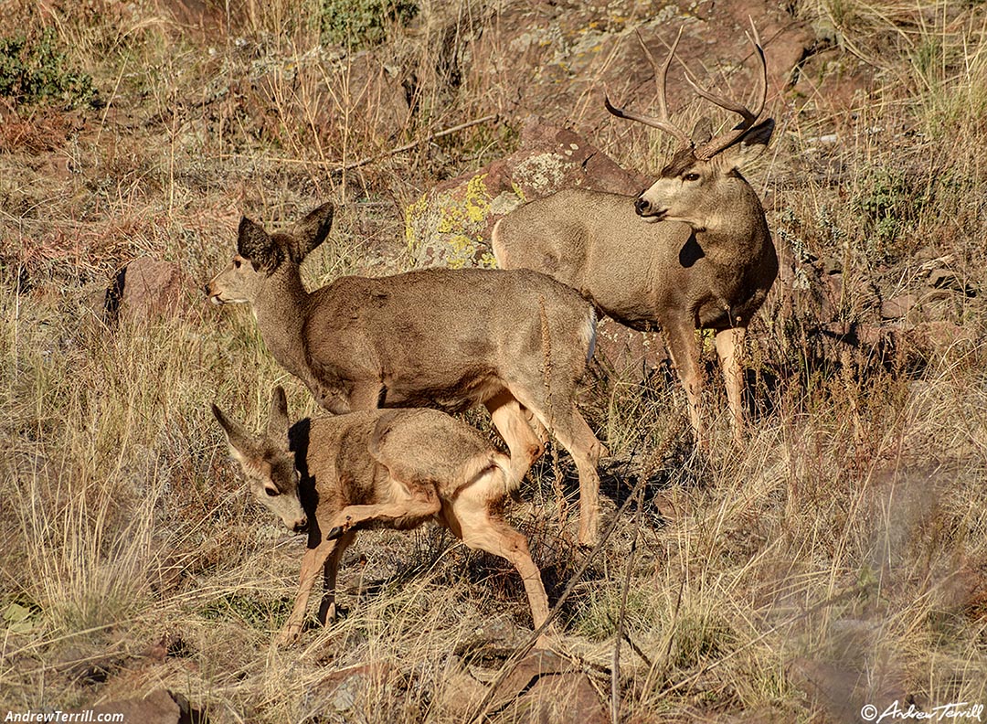 mule deer family