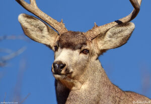 mule deer buck backed by blue sky close up