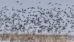 birds shortgrass prairie winter 24 dec 2023 colorado