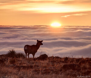 deer at sunrise above the clouds