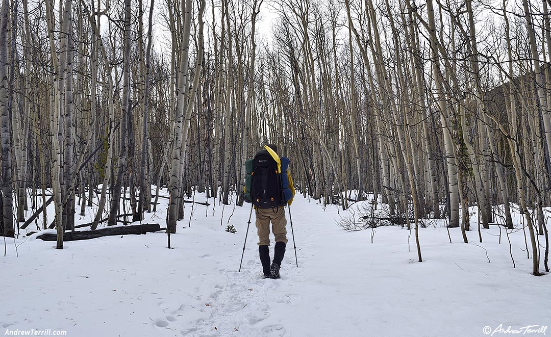 hiker walking away into the woods 11-24-24