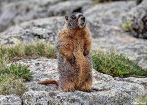 marmot 15 june 2023