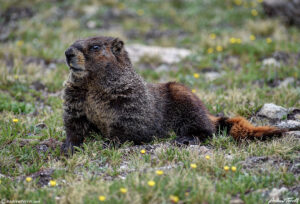 marmot lying down colorado 15 july 2023