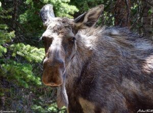 moose cow close up colorado june 25 2023