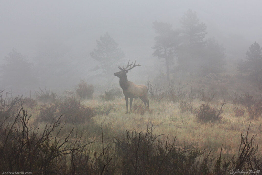 elk stag in the fog october