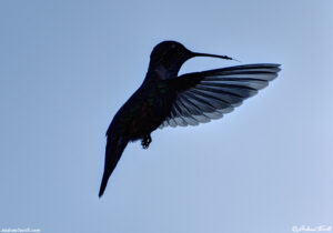 hummingbird close up