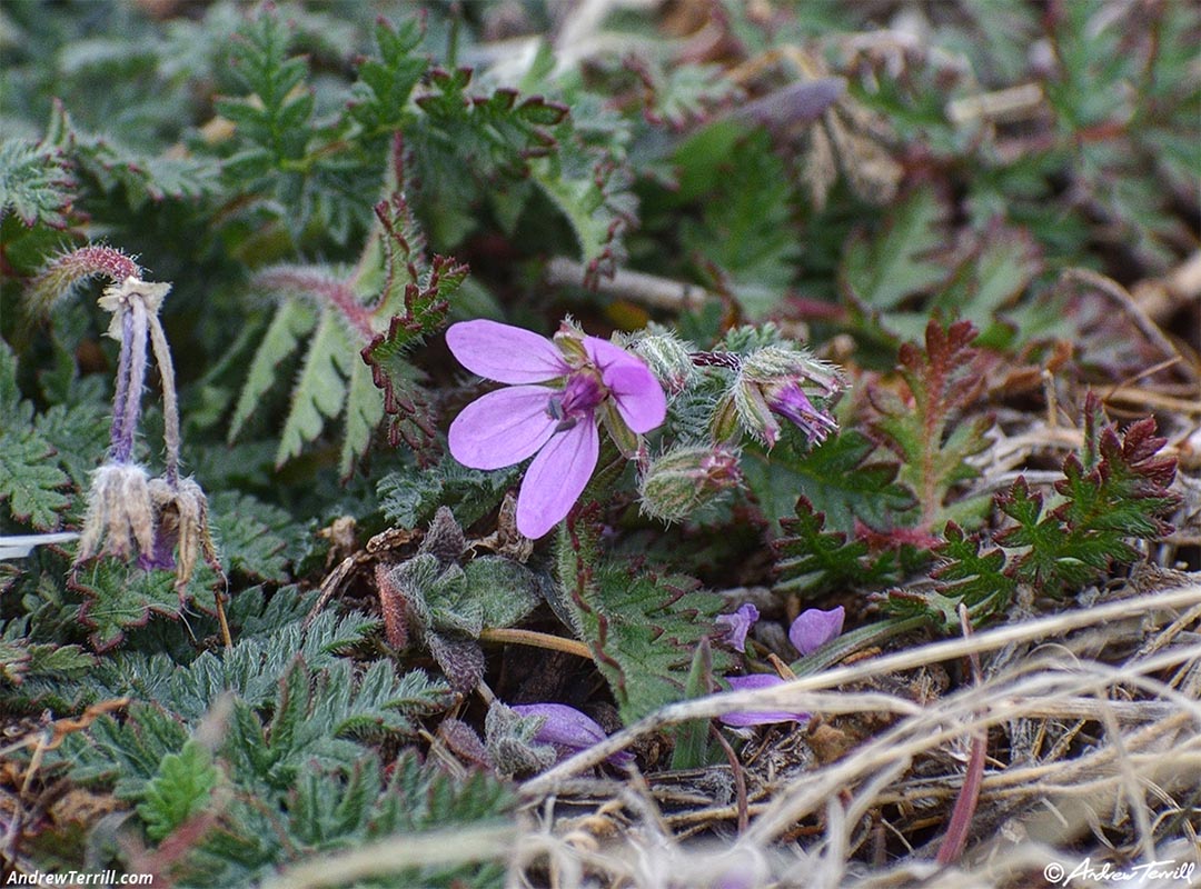 Flowers in december on the mesa 26 december 2024