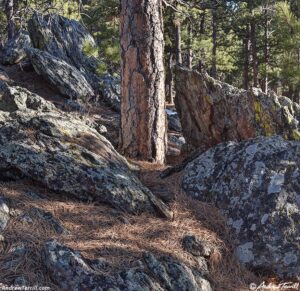 rocks and ponderosa trunk winter solstice 21 december 2024