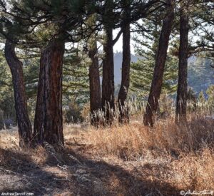 ponderosa forest evening winter solstice 21 december 2024