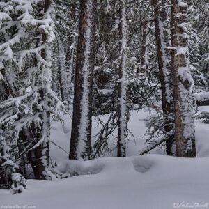 snow covered forest 30 december 2024