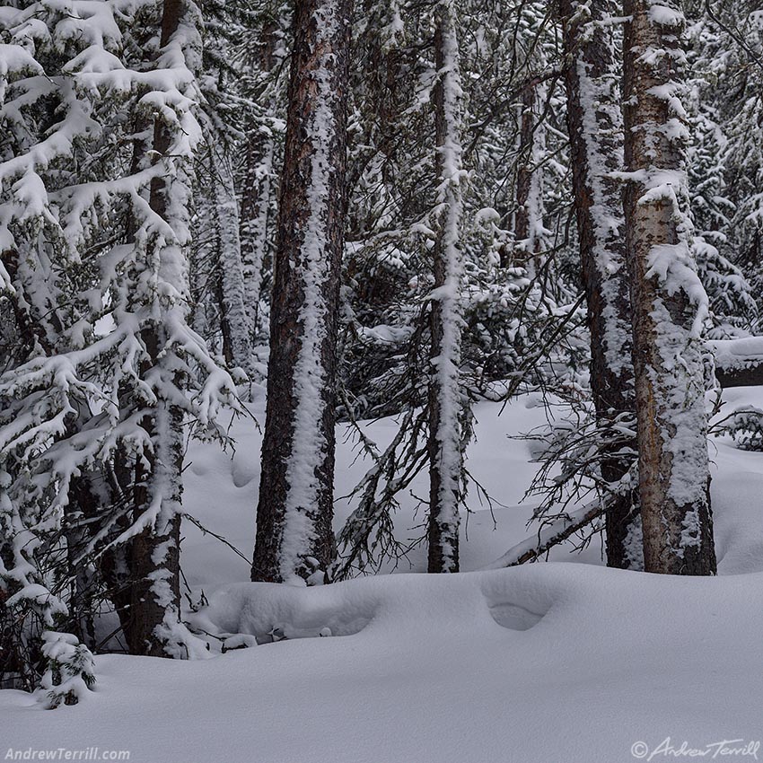 snow covered forest 30 december 2024