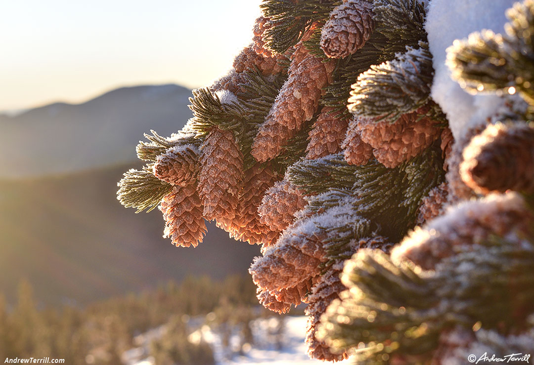 Engelman spruce cones at sunrise 13 january 2025