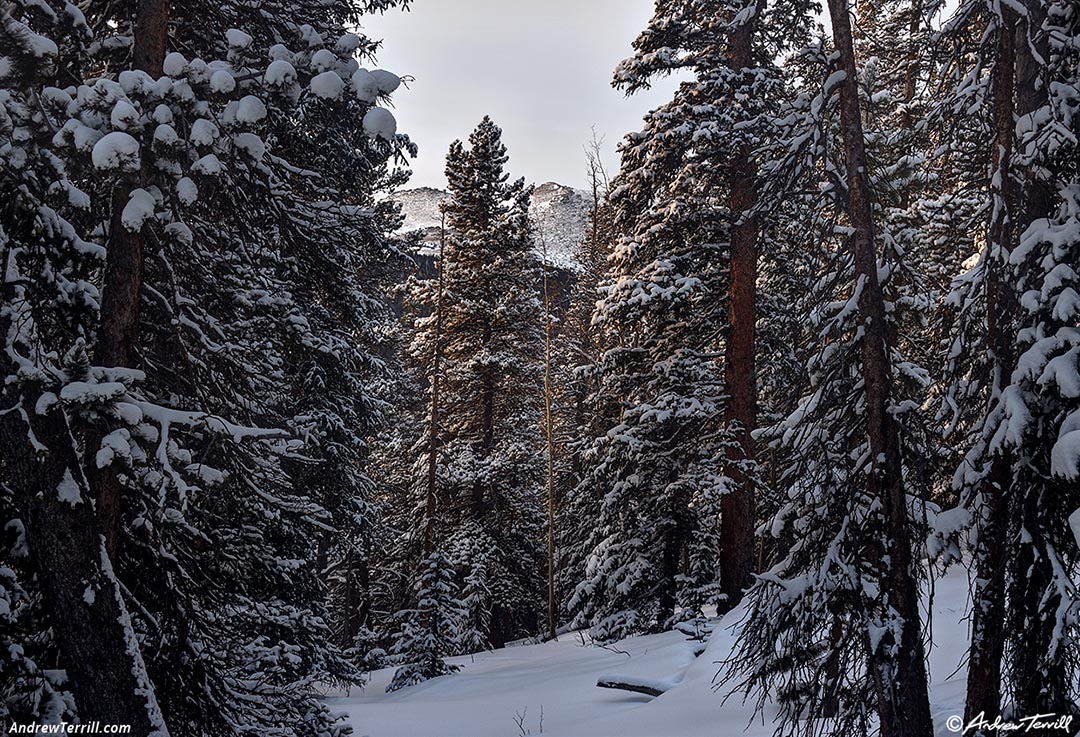 morning light wintry forest 31 december 2024