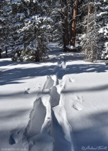 snowshoe tracks in the winter forest 31 december 2024