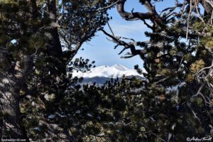 distant mountains winter forest 31 december 2024