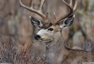 mule deer portrait -9 jan 2025