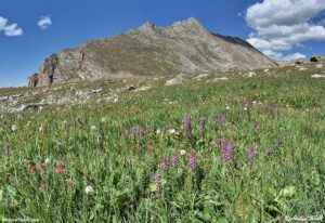 meadow elephants head and bistort - 3 aug 2025