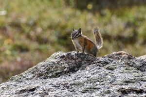 ground squirrel - 3 aug 2025