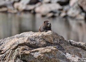 marmot - 3 aug 2025