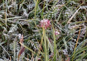 early hint of fall - 4 aug 2025